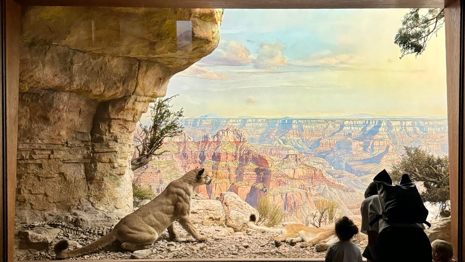 Dioramas in NYC Museum of Natural History